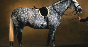 Jaká plemena koní jsou v rusku a historie jejich chovu, seznam nejlepších